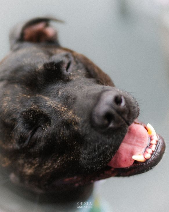 A photo of a large, brown and black dog at London Trans+ Pride.