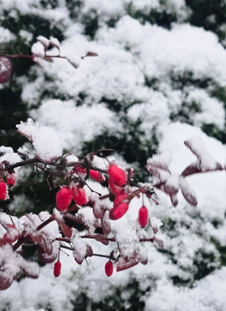 Plant with red berries and snow on it