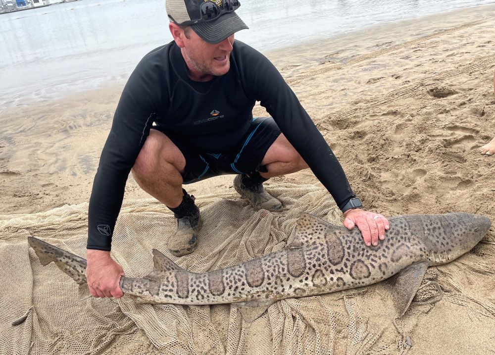 Proud scientist and instructor with a gorgeous, nearly 1.5m leopard shark (Triakis semifasciata) caught by beach seine at Mother's Beach, Marina del Rey, California. Photo by Dylan Abramyan.