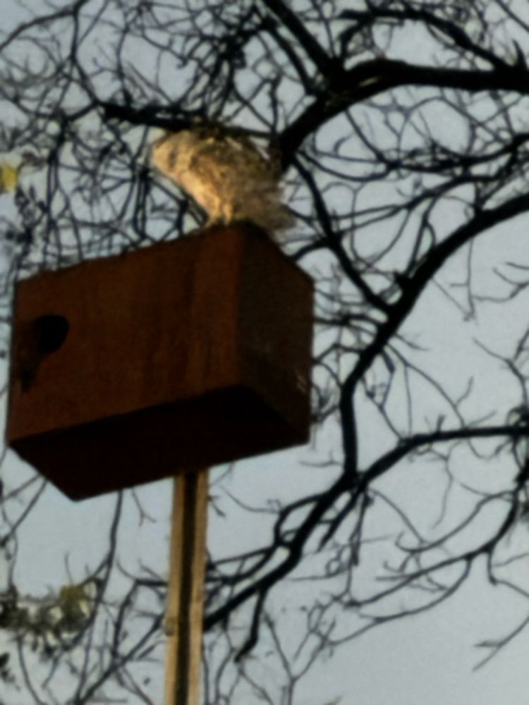Barn owl standing on top of an owl box in northeast Los Angeles