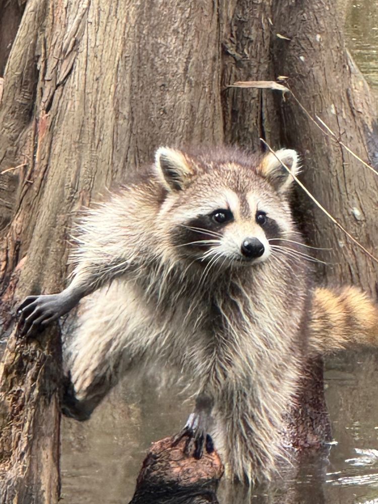 An objectively adorable Common Raccoon (Procyon lotor) in the Honey Island Swamp