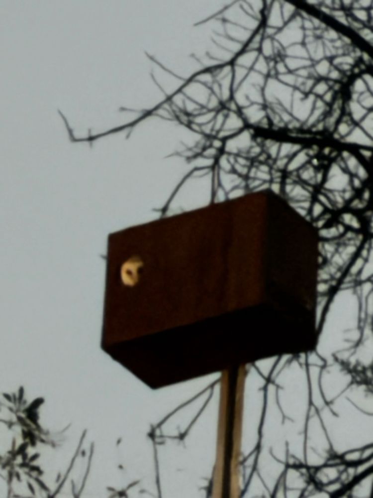Barn owl peeking out of owl box in northeast Los Angeles