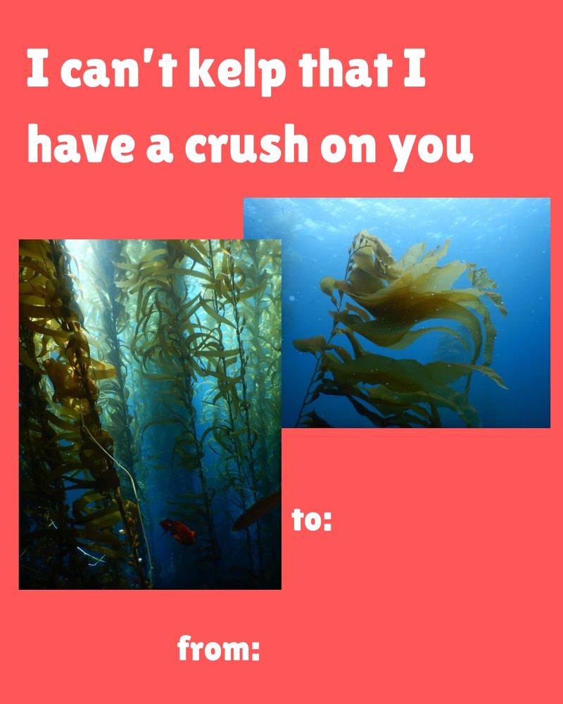 Valentine's Day card featuring giant kelp (Macrocystis pyrifera) that says "I can't kelp that I have a crush on you"