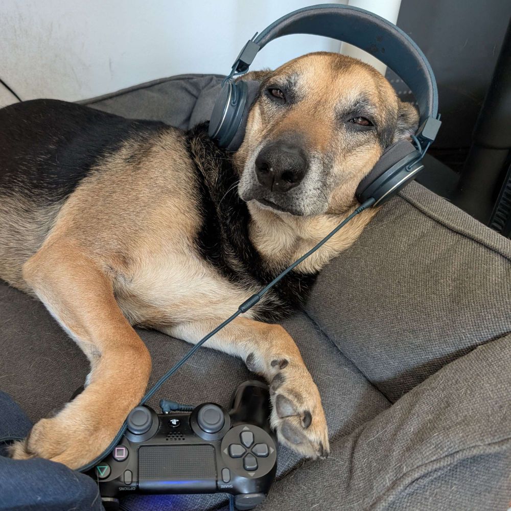 Barclay the office dog is shown wearing headphones and holding a PlayStation controller 