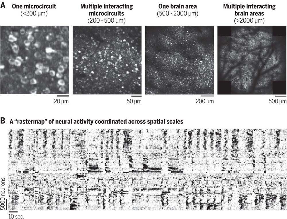 large-scale neural recording of 50,000 neurons, showing many diverse activity patterns, and also what the cells look like at various zooms of the maximum projection image of the recording FOV