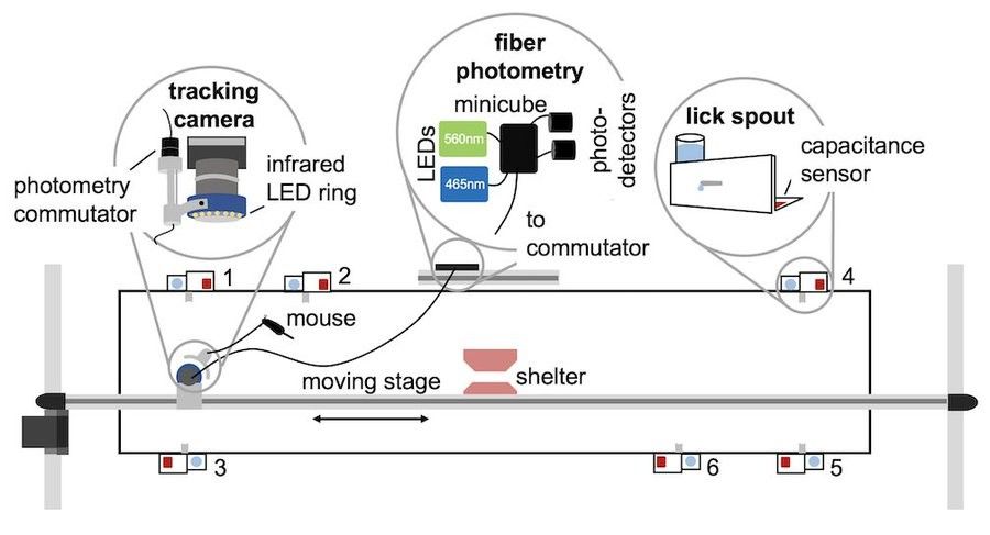 Large arena with 6 lick ports and a tracking camera along with fiber photometry