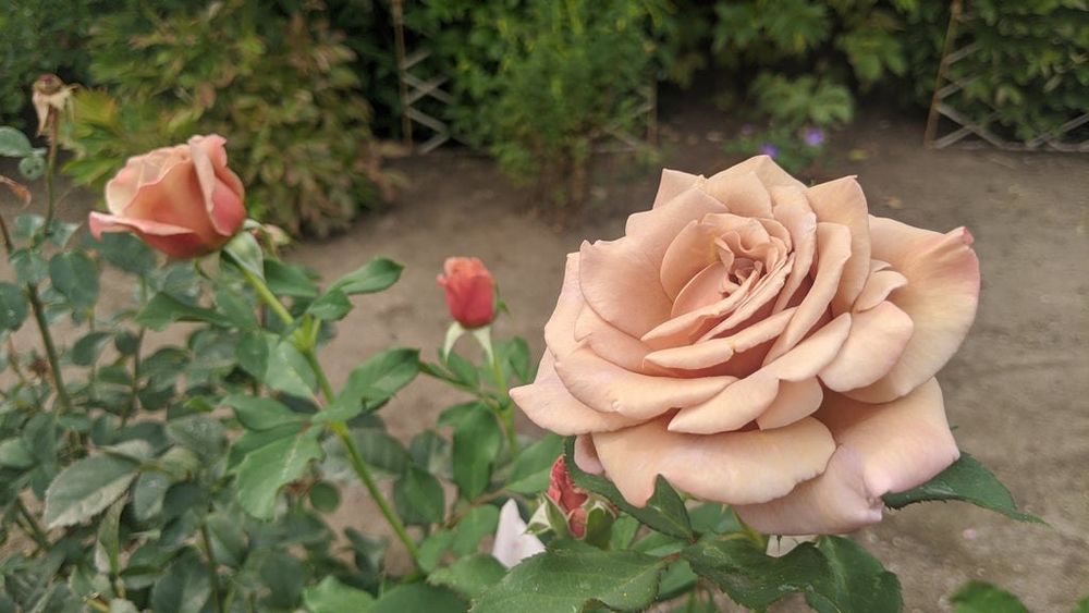 Also known as Koko Loko) rose. It has unique evolution—from rich, cocoa-toned buds to creamy lavender or silvery-mauve blooms, and even some two-toned, softly ruffled blossoms. 