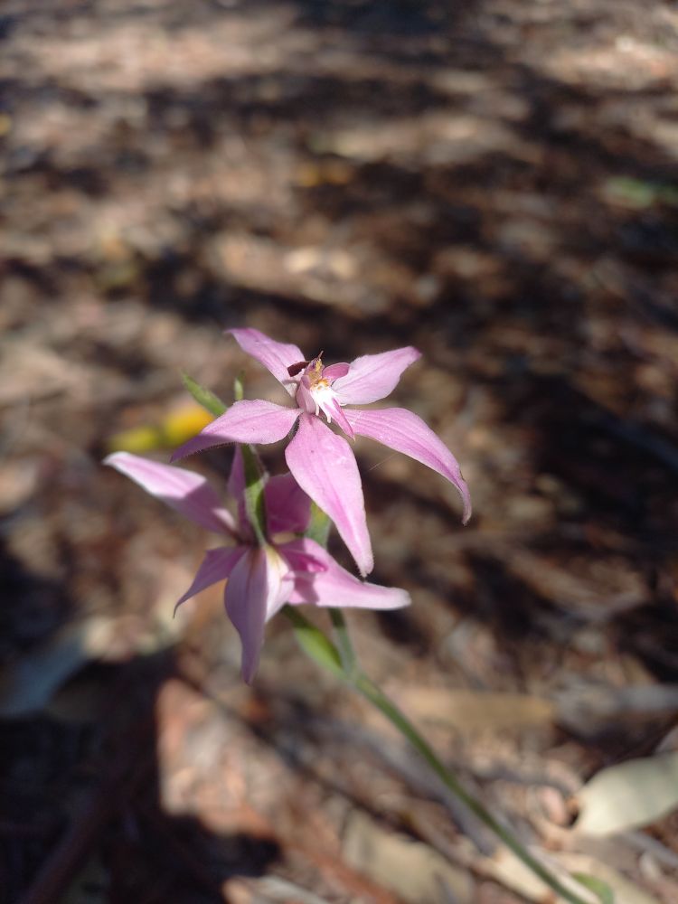 An orchid!