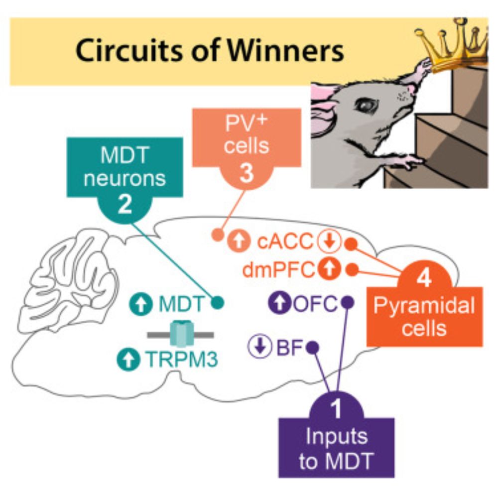 Many animal groups are organized hierarchically, which generates behavioral states that facilitate social interactions. Although generally stable, soc…
