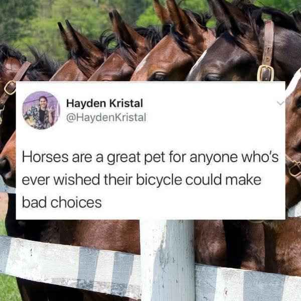 Horses overlaid with this post from @HaydenKristal
"Horses are a great pet for anyone who's ever wished their bicycle could make bad choices"