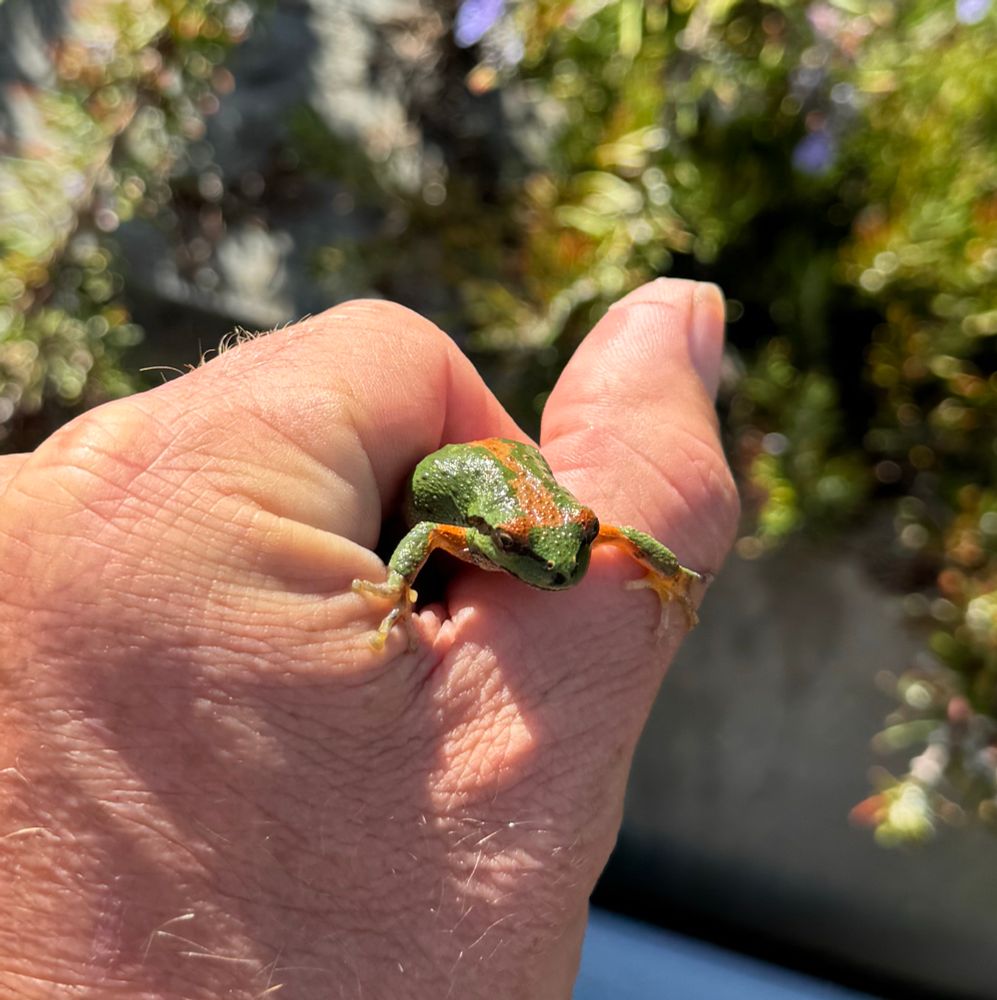 A green tree frog in a hand