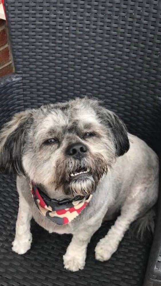 Doggo, displeased