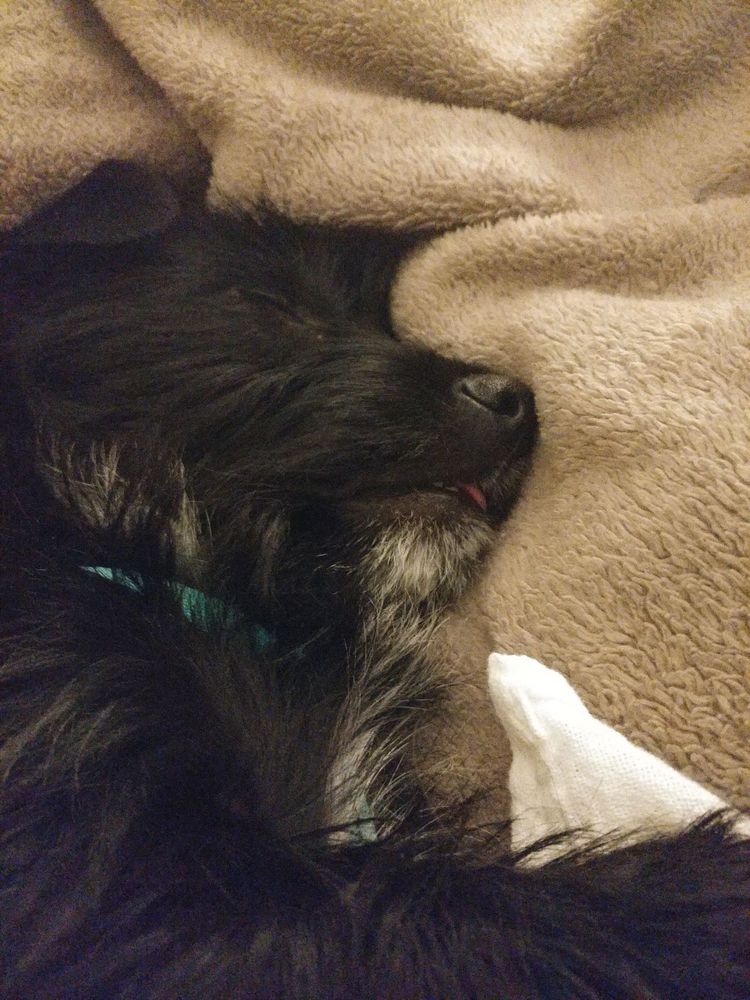 Close up of a sleeping dog's face, her tongue very slightly protruding from her mouth. 