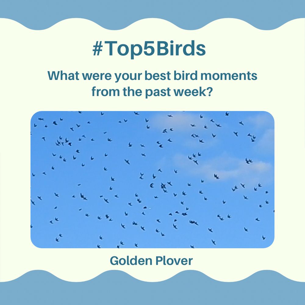 Square graphic design. Pale mint green background with blue/grey wavy-edged bands at top and bottom. 
Landscape format photo in the lower middle with grey/blue text above. 
Text reads: #Top5Birds What were your best bird moments from the past week? 

Photo shows: Flock of Golden Plover in flight. It is difficult to see any colour on the birds as they are silhouetted against a blue sky.

Caption below the photo reads: Golden Plover 