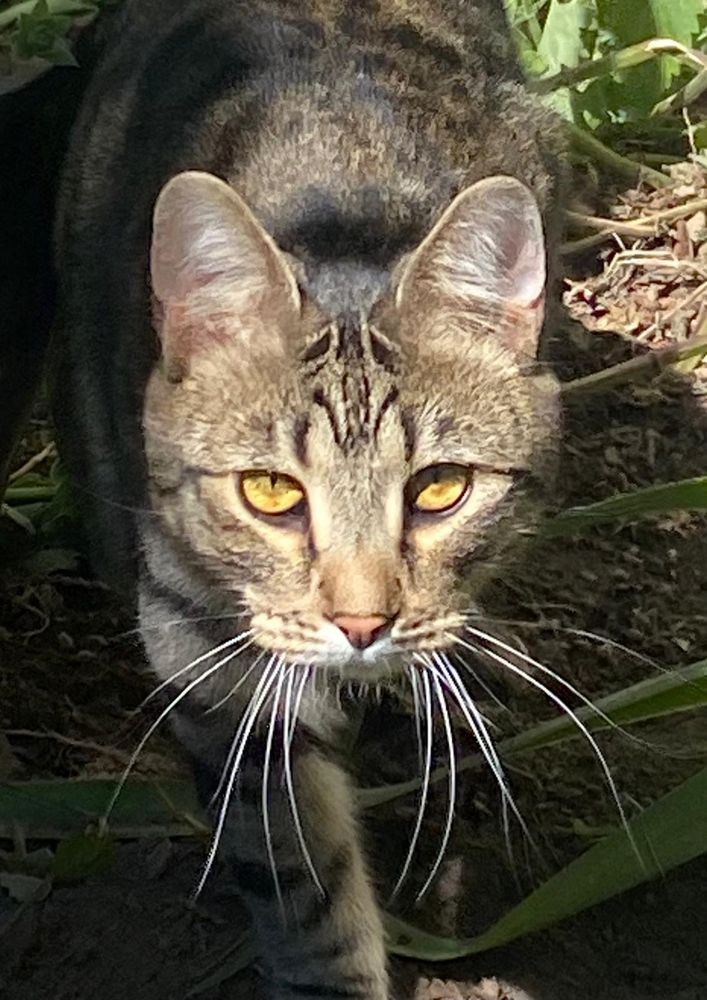 Nico on the prowl