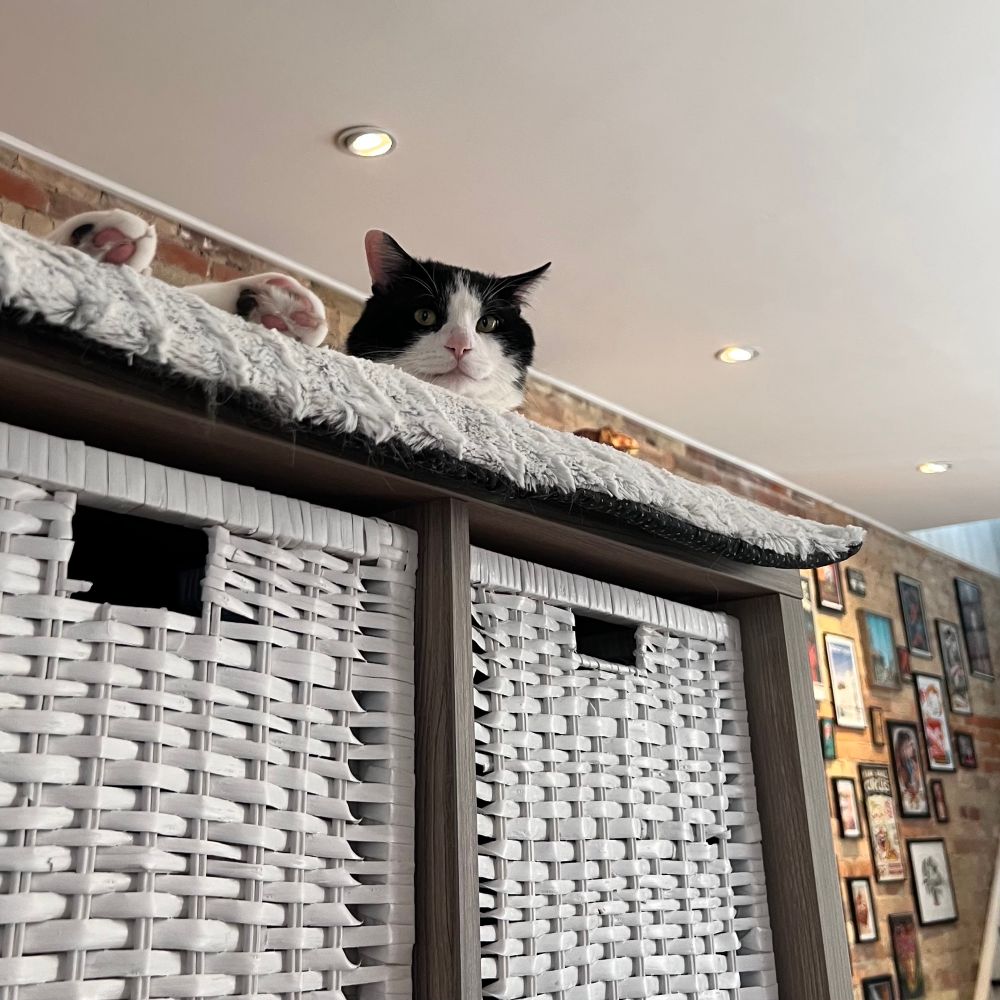 Bing Bong on top of the kallax. His two back feet are on the left. His head is on the right.