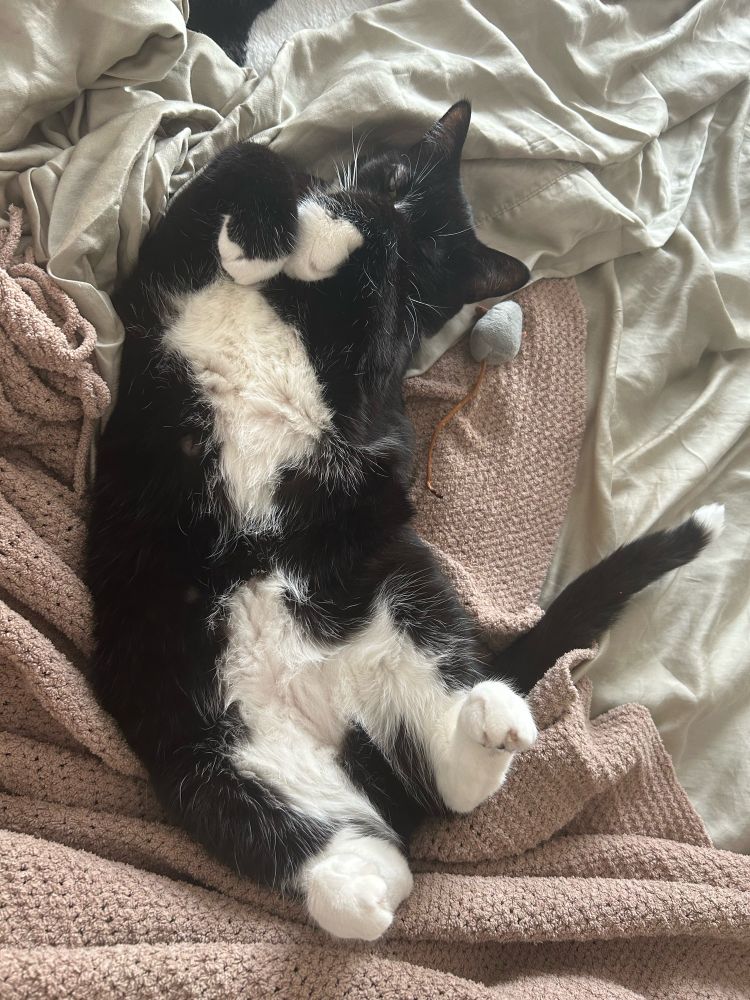 Tuxedo cat sleeps on her back showing full danger belly.