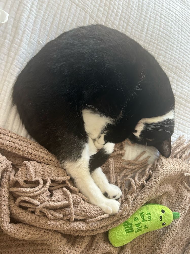A tuxedo cat sleeps curled with her ‘I’m kind of a big dill’ kicking pickle next to her.