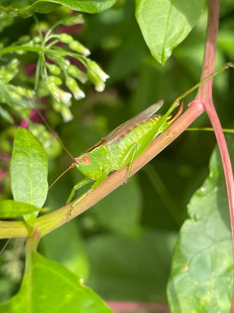 a smaller katydid resting on a branch, i believe this is a slender meadow katydid