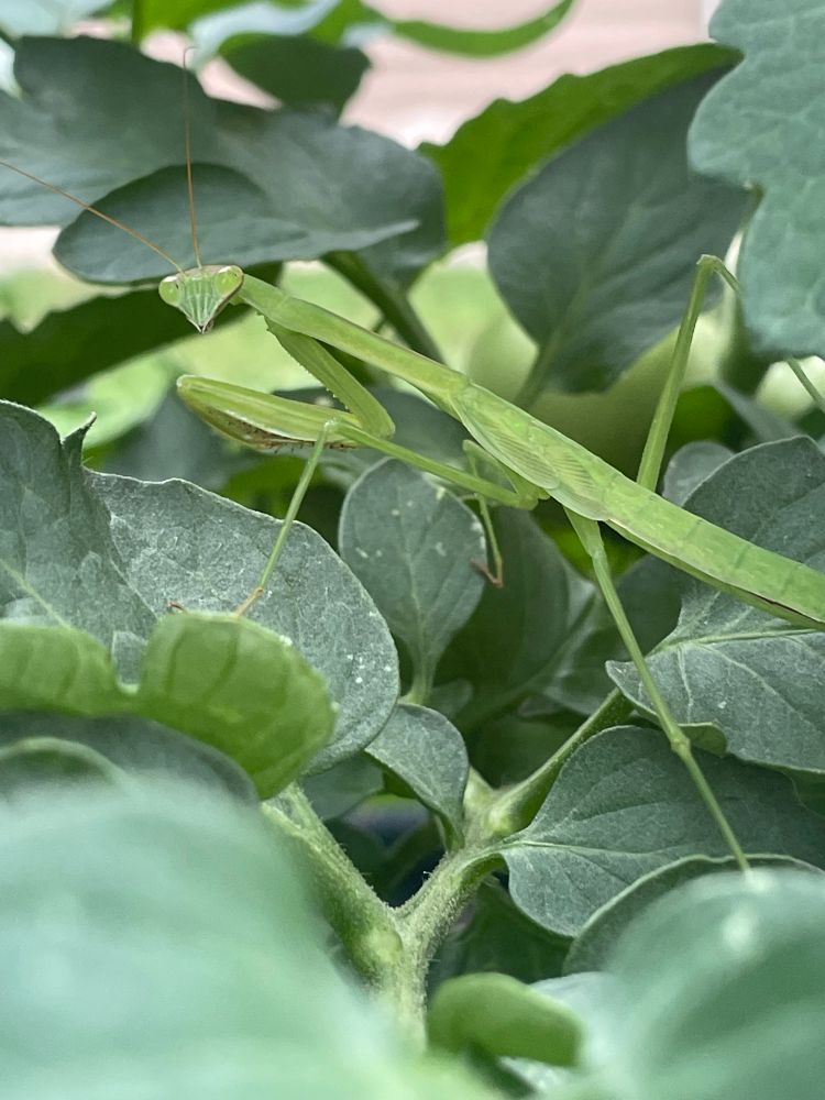praying mantis standing in the middle of leaves, looking over at the camera