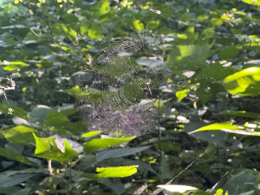 spider web in some leaves