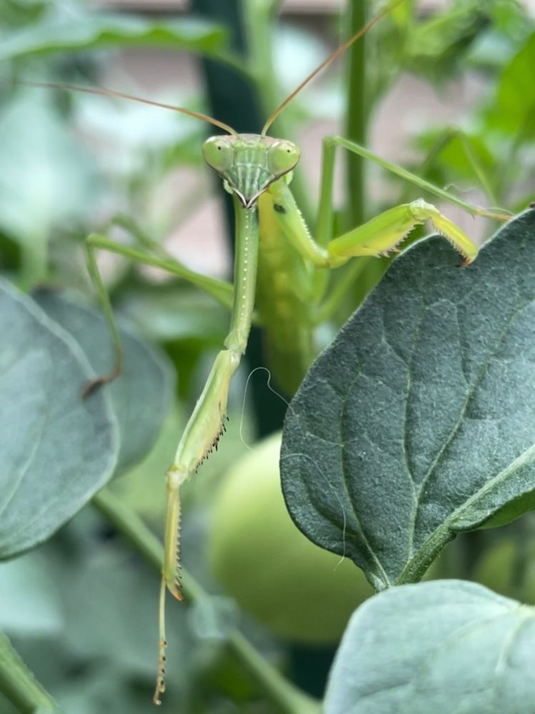 praying mantis sitting in tomato plant, looking forward