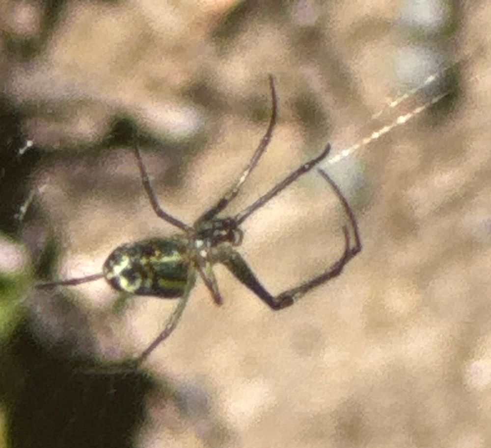 orchard spider in its web
