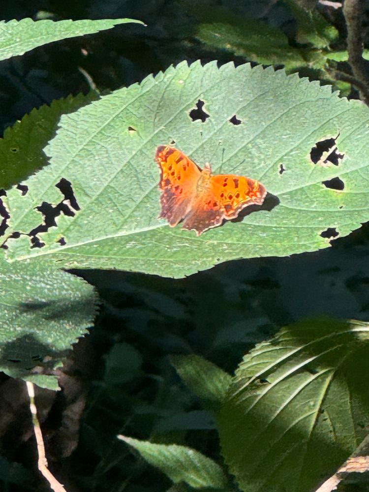 eastern comma butterfly resting on a leaf