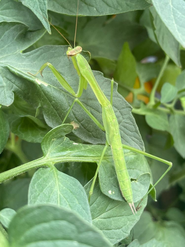 back view of praying mantis standing on leaf