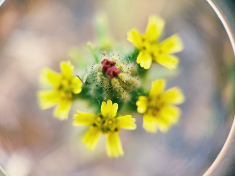 Close up of small yellow flowers with prickly maroon center 