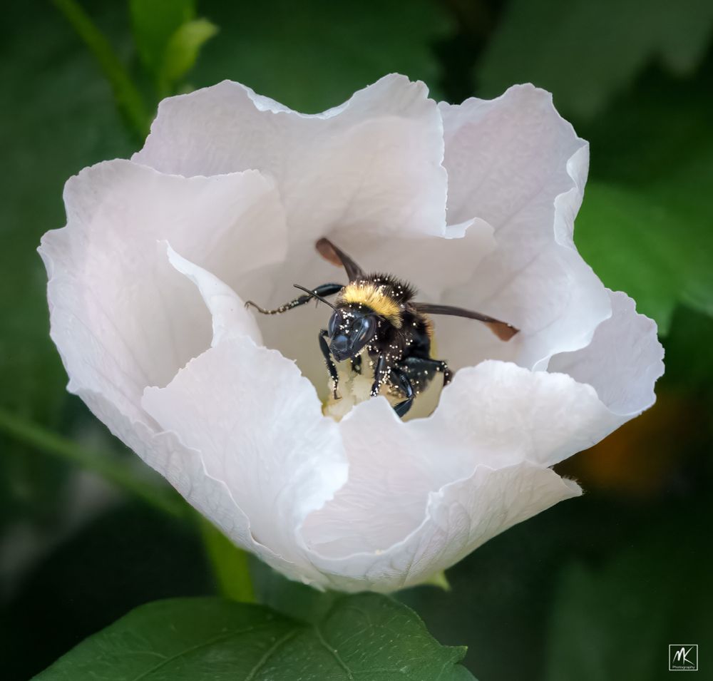 Color photo of a bumblebee down in the center of an enveloping white flower, covered with white spots of pollen. 