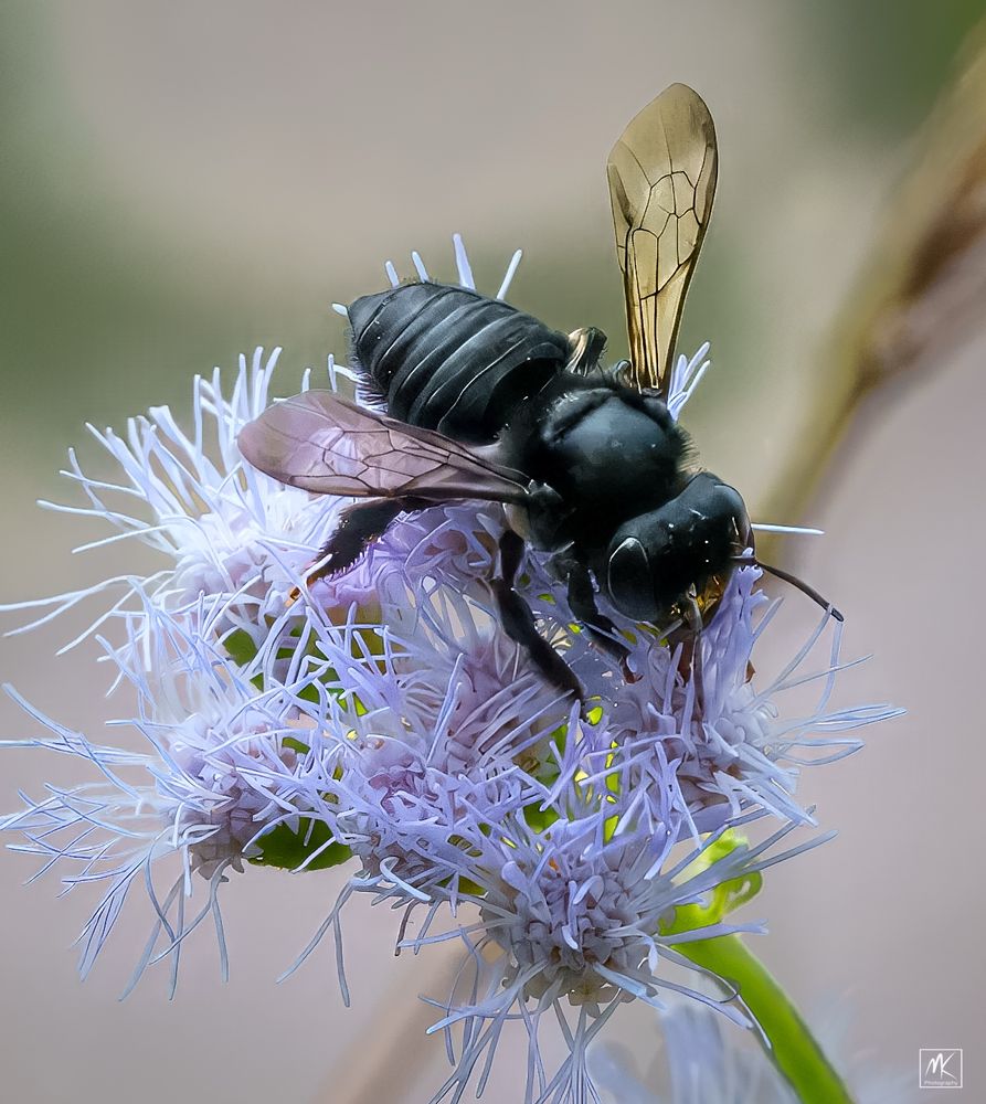 Closeup color photo of a big shiny black bee on feathery blue flowers. 