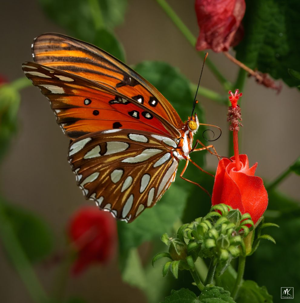 Closeup color photo of an orange butterfly with white and black spots and a curled proboscis perched on a red Turk’s cap flower. 