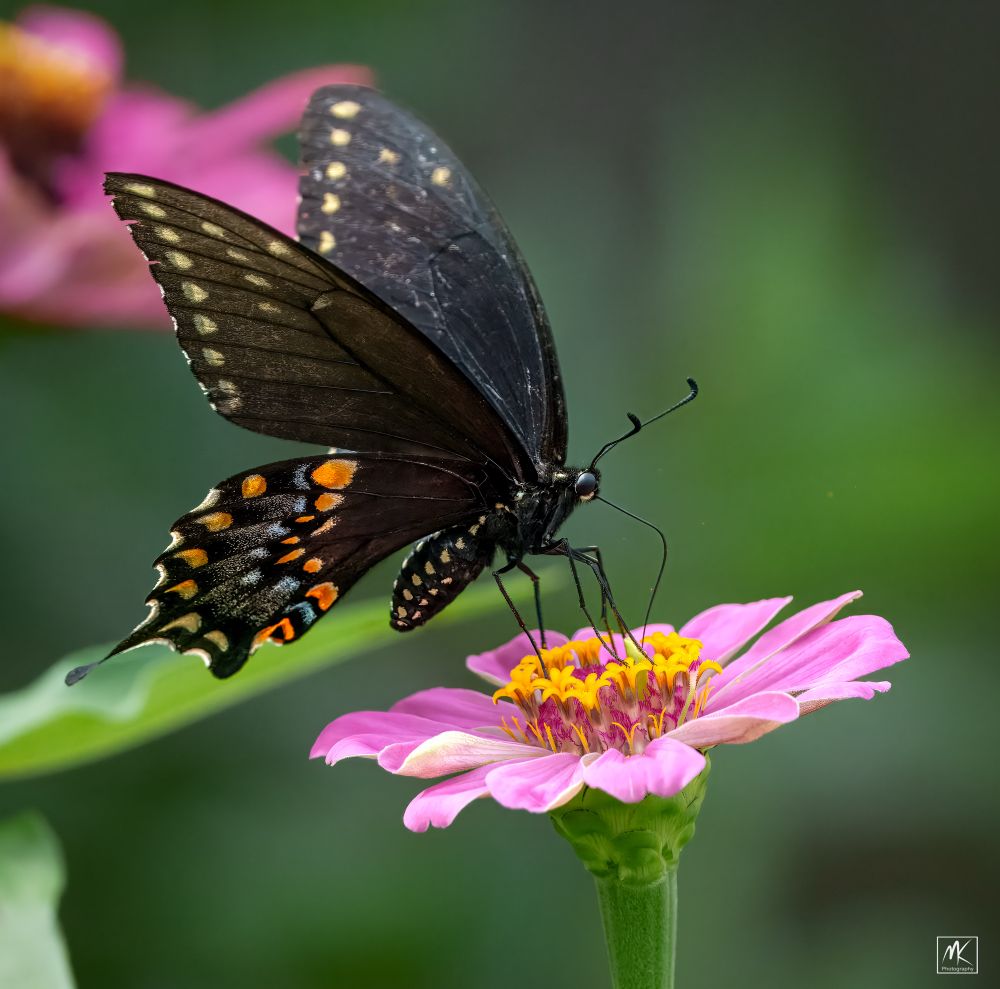 Color photo of a black swallowtail butterfly seen from the side, perched and feeding on a pink flower. 