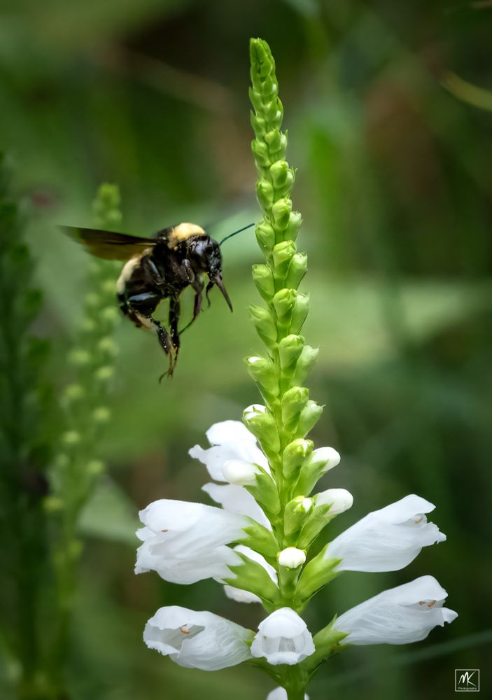 Color photo of a bumblebee hovering next to the white flowers of an obedient plant’s raceme or flower spike. 