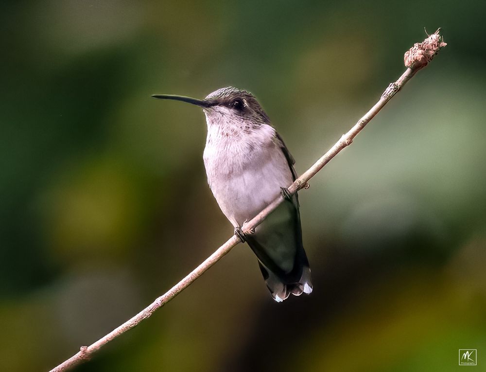 Color photo of a female ruby-throated #hummingbird perched on a thin twig. 