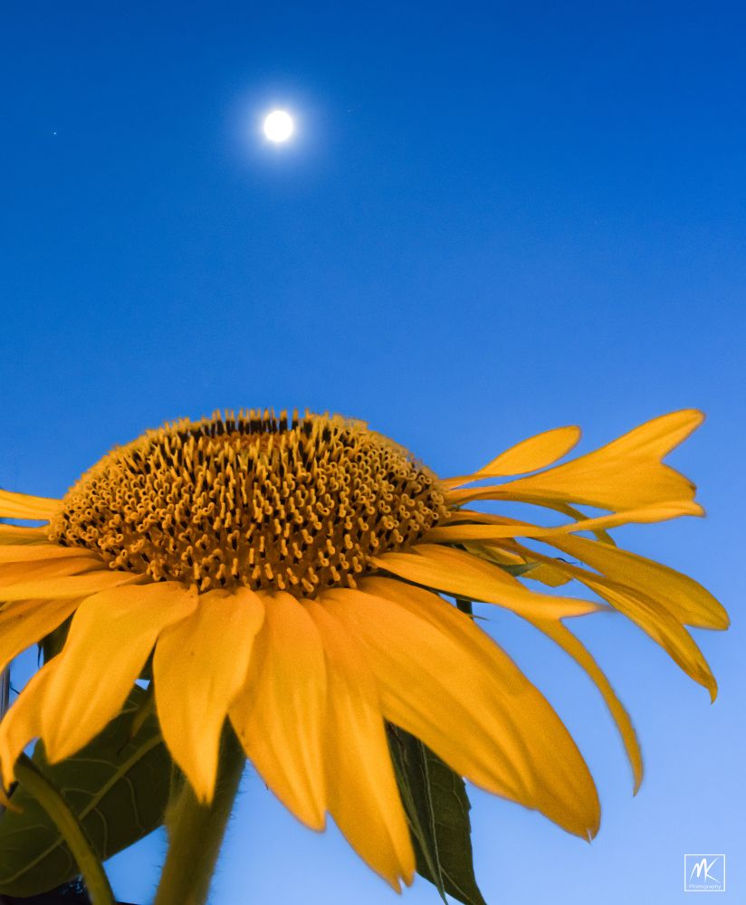 Color photo of the full moon in a twilight sky above a large sunflower. 