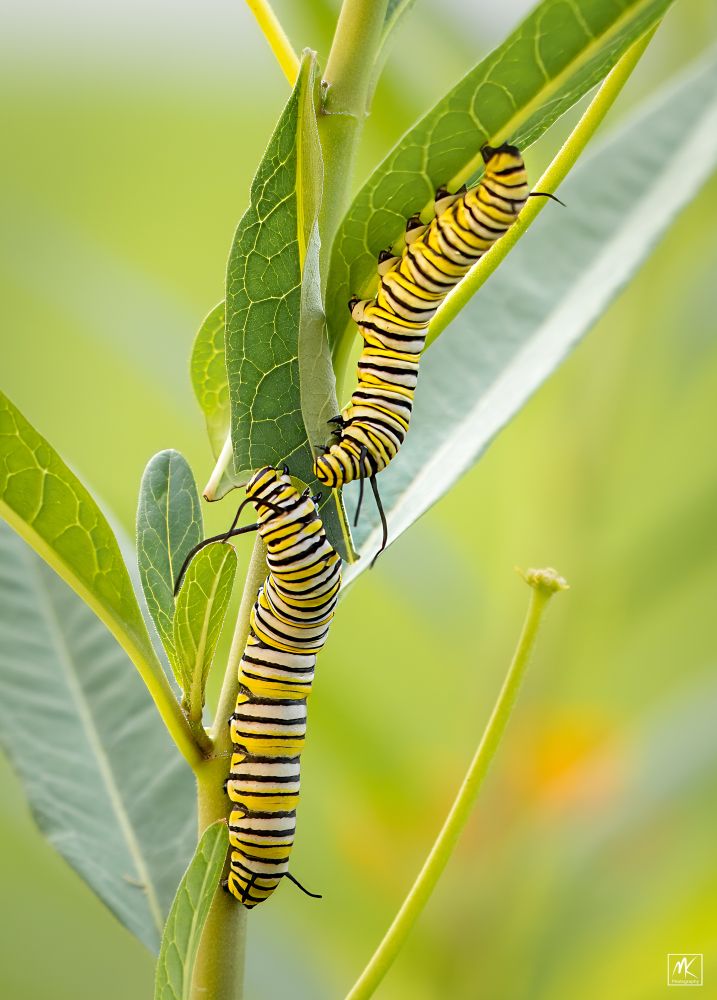 Color photo of two monarch butterfly caterpillars, with alternating yellow, black, and white stripes on their bodies, feeding on a milkweed plant. 