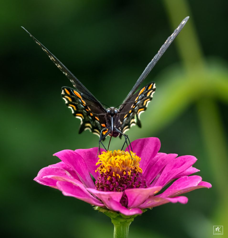 Color photo looking head on at a black swallowtail butterfly perched on the yellow center of a pink zinnia flower. 