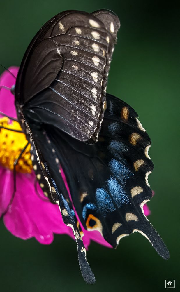 Close up color photo taken from behind of a black swallowtail butterfly with closed black wings with blue, yellow, and orange spots. 