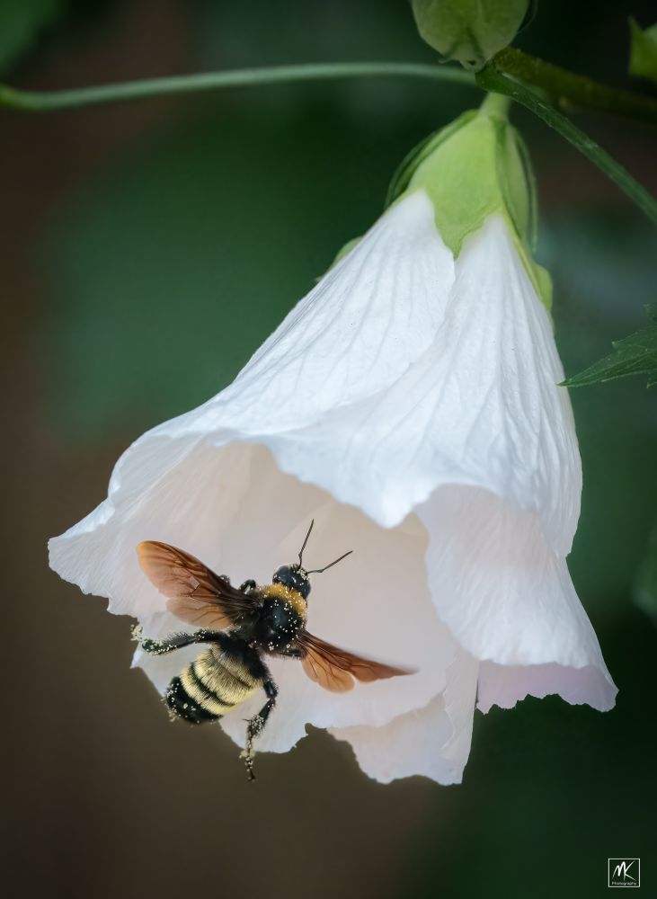 Color photo of a bumblebee entering a large, tubular-shaped white flower from below. 