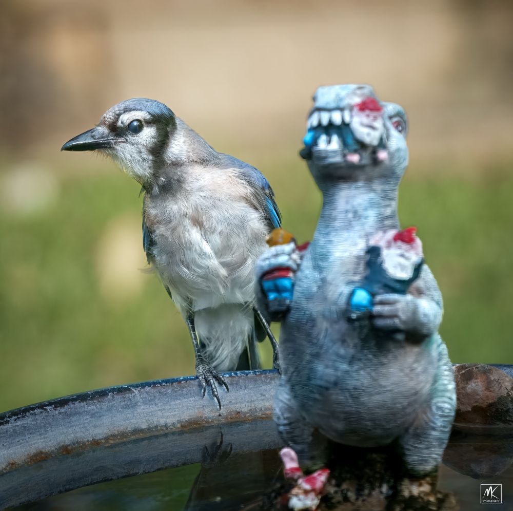 Color photo of a bluejay perched on the edge of a birdbath behind a gnome-eating dinosaur sculpture that is in the center of the birdbath. 