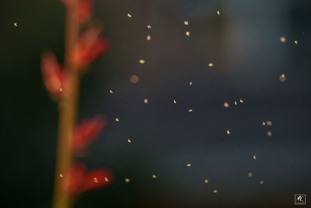 Color photo of a swarm of tiny flying things catching the late afternoon sun.