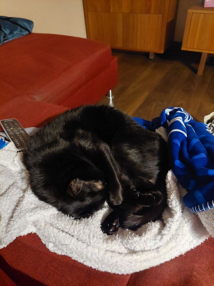 Black cat curled up and sleeping over a white and blue blanket 