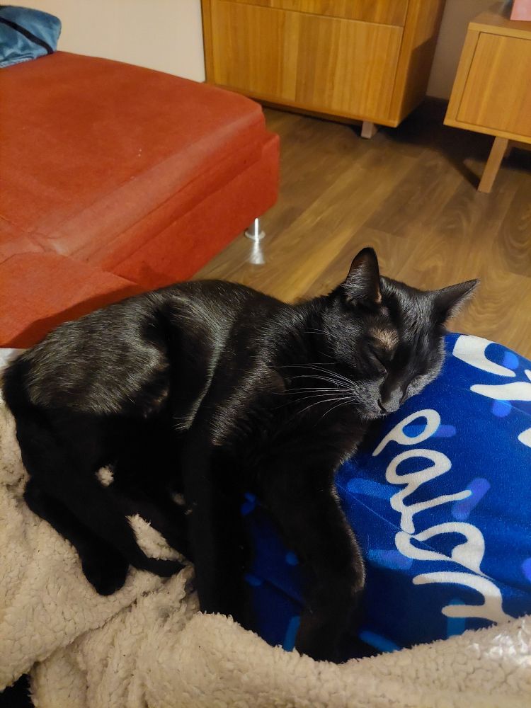 Black cat sleeping over a white and blue blanket 