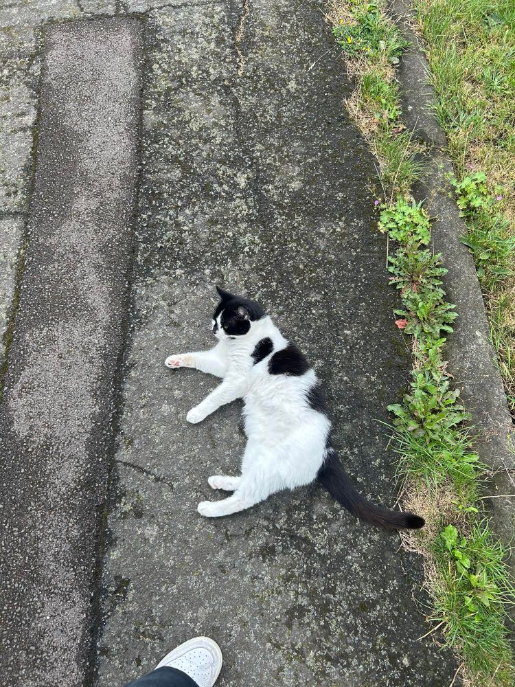 Black n white cat saw on the street 