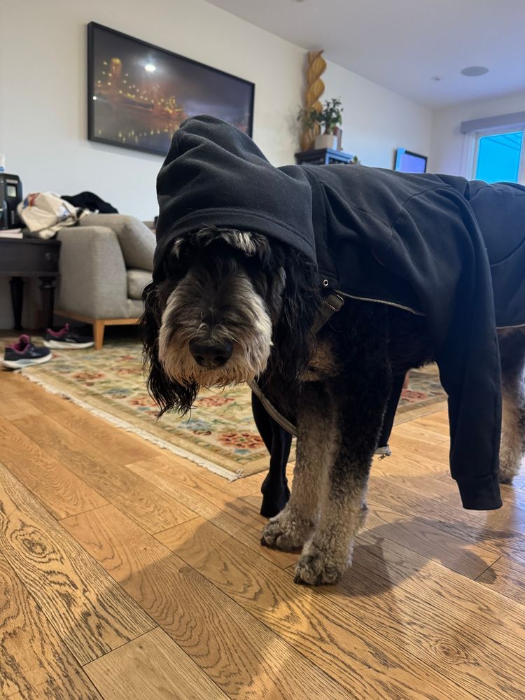 There is an adorable bernedoodle wearing a hoodie. He is looking at the camera with an expression of longing and complacency… he basically looks like Eeyore.

“I always knew this tail would be the end of me.” 