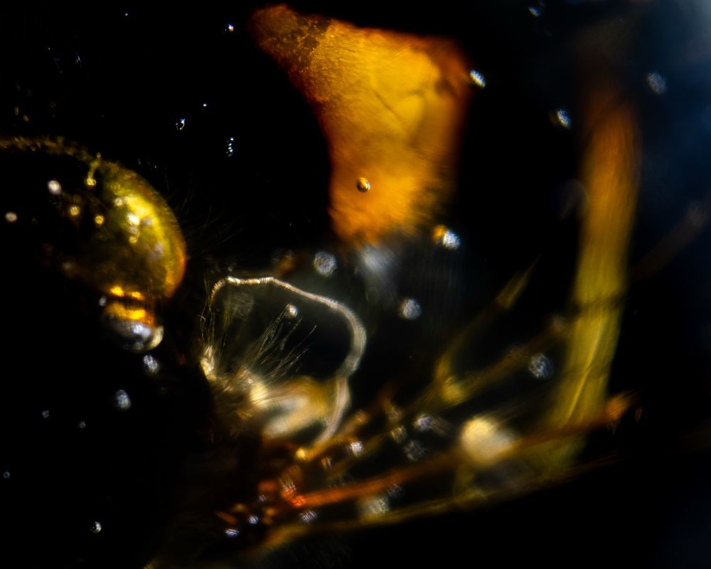 Close up photograph of the scopa and scutellum of a hoverfly that died naturally, which has been encapsulated in epoxy resin.