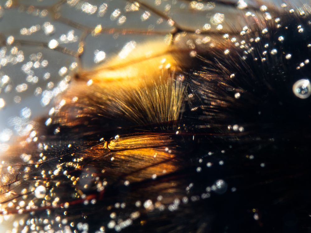 Close up photograph of the fur and wing venation of a bumblebee that died naturally, which has been encapsulated in epoxy resin.