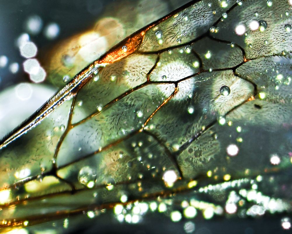 Close up photograph of the wing venation of a bee that died naturally, which has been encapsulated in epoxy resin.